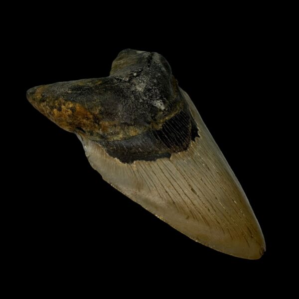 4.80" Pathological Megalodon Tooth Fossil - Image 4