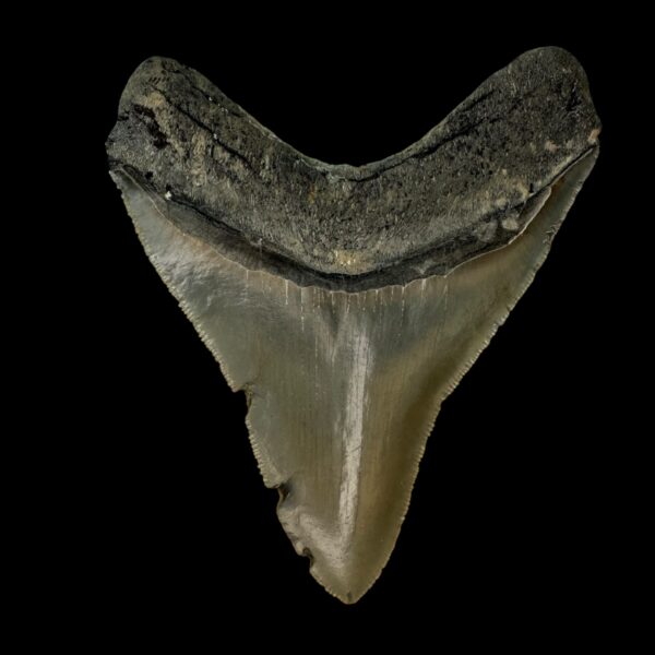 3.90" Serrated Megalodon Tooth Fossil - Image 2