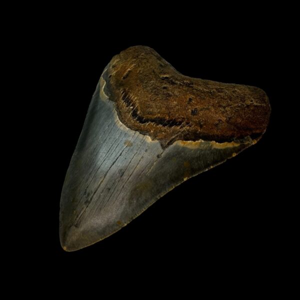 3.88" Megalodon Tooth Fossil - Image 3