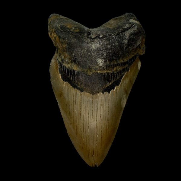 4.80" Pathological Megalodon Tooth Fossil