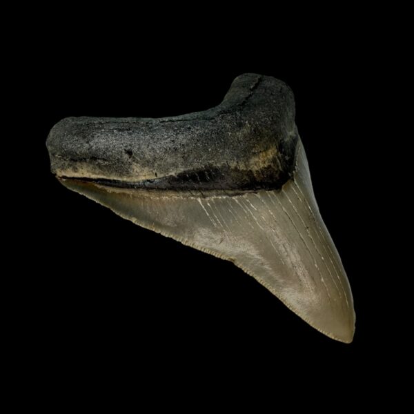 3.90" Serrated Megalodon Tooth Fossil - Image 4