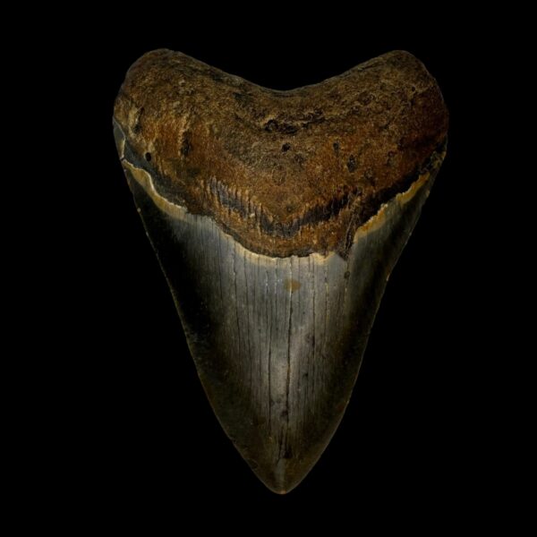3.88" Megalodon Tooth Fossil