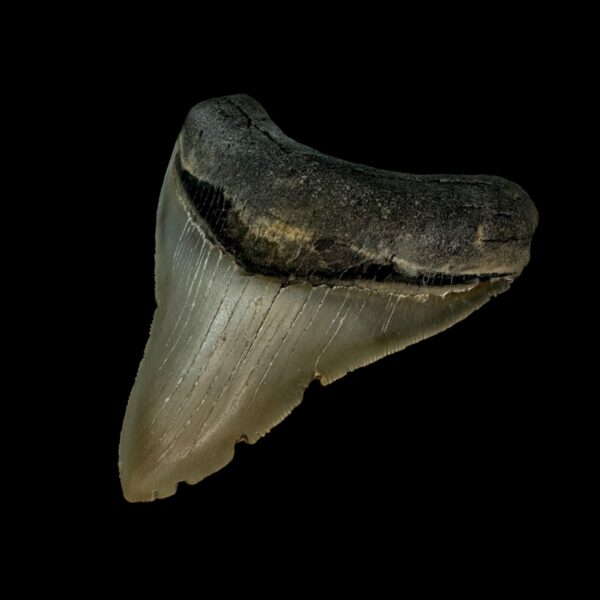 3.90" Serrated Megalodon Tooth Fossil - Image 3