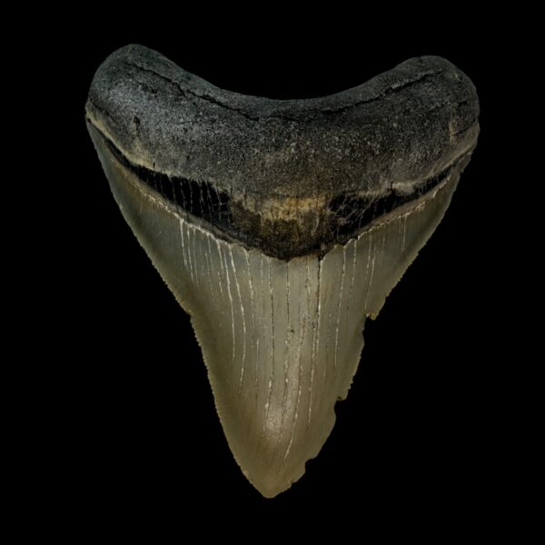 3.90" Serrated Megalodon Tooth Fossil