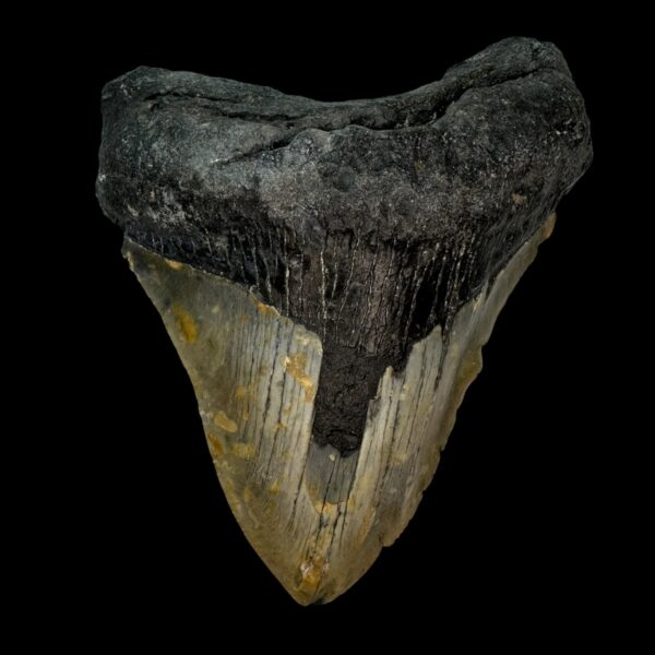 4.57" Pathological Megalodon Tooth Fossil