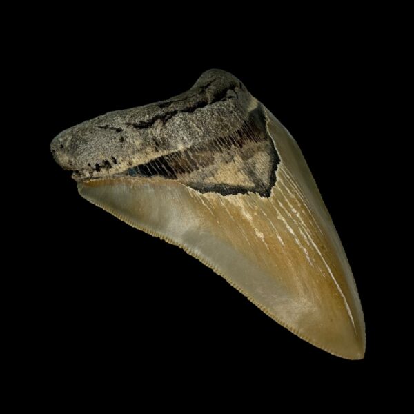 4.49" Serrated Megalodon Tooth Fossil - Image 4