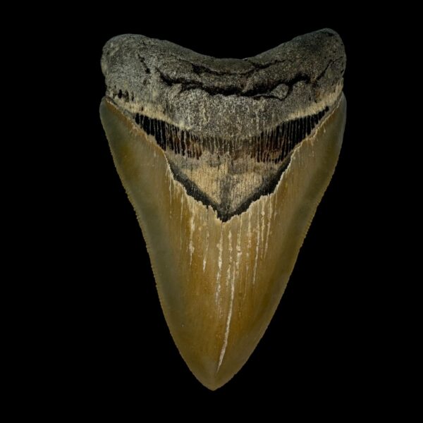 4.49" Serrated Megalodon Tooth Fossil