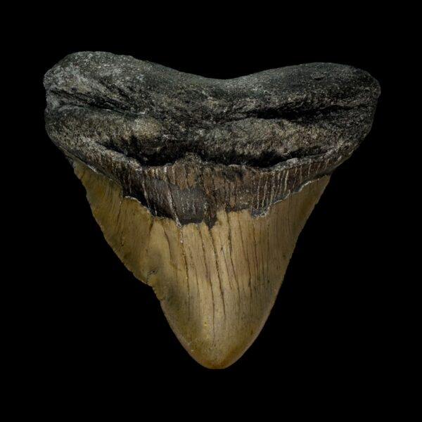 3.98" Pathological Megalodon Tooth Fossil