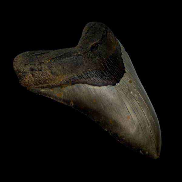 5.49" Megalodon Tooth Fossil - Image 4