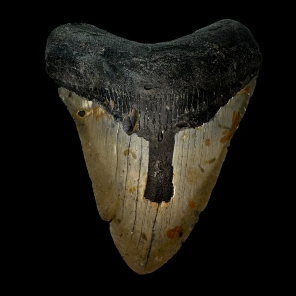5.35" Pathological Megalodon Tooth Fossil
