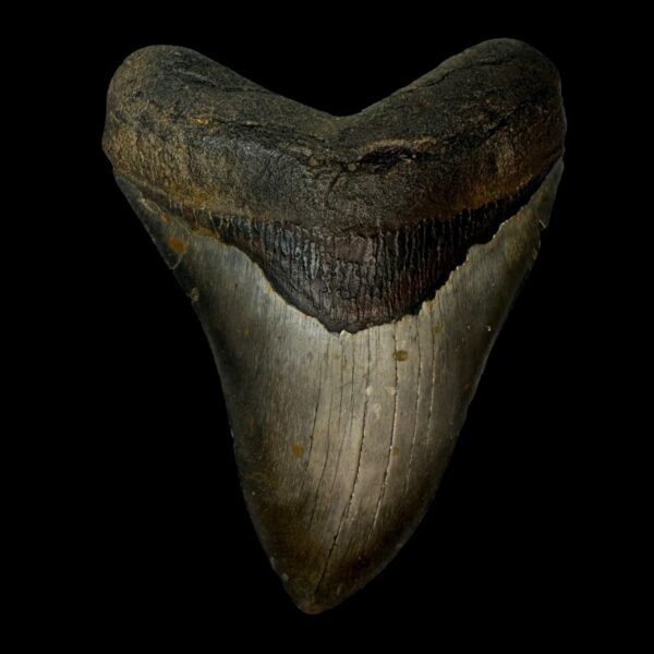 5.49" Megalodon Tooth Fossil