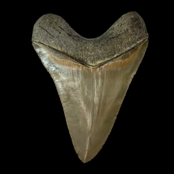5.28" Serrated Megalodon Tooth Fossil - Image 2