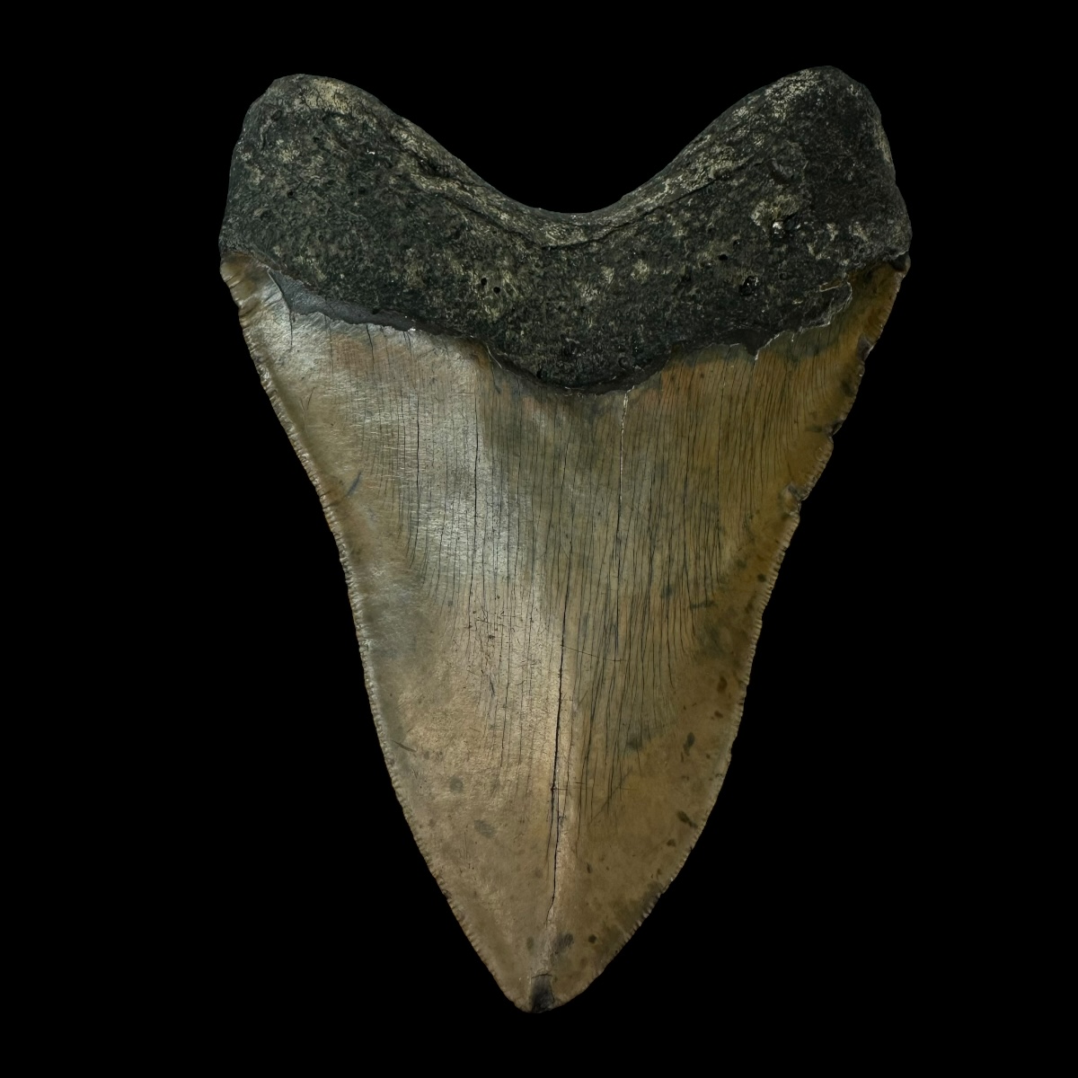 5.66″ Serrated Megalodon Tooth Fossil - Image 2