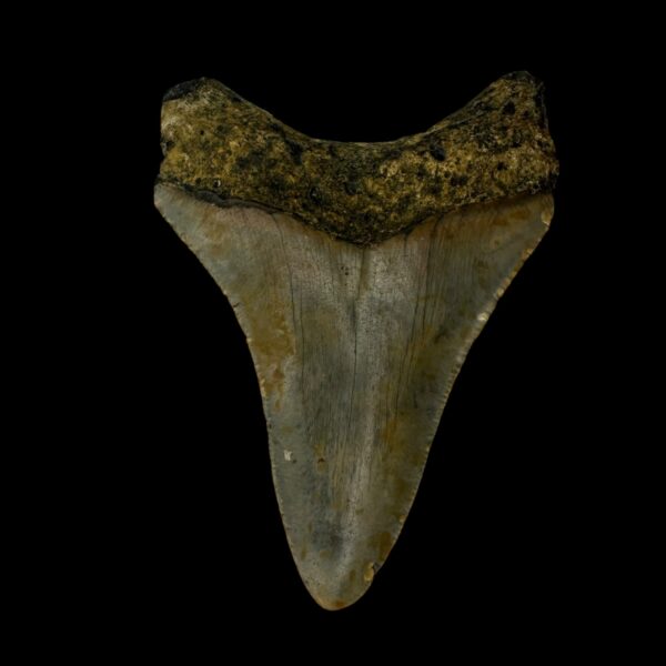 3.43" Megalodon Tooth Fossil - Image 2