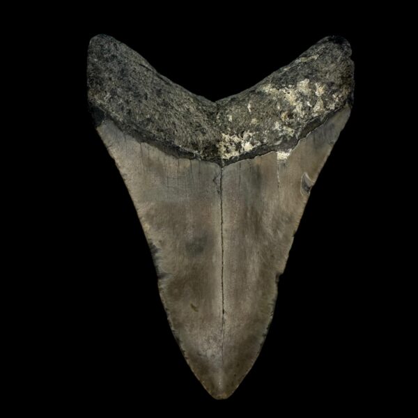 Megalodon Tooth Fossil 4.52″ – Extraordinary Prehistoric Shark Fossil - Image 2