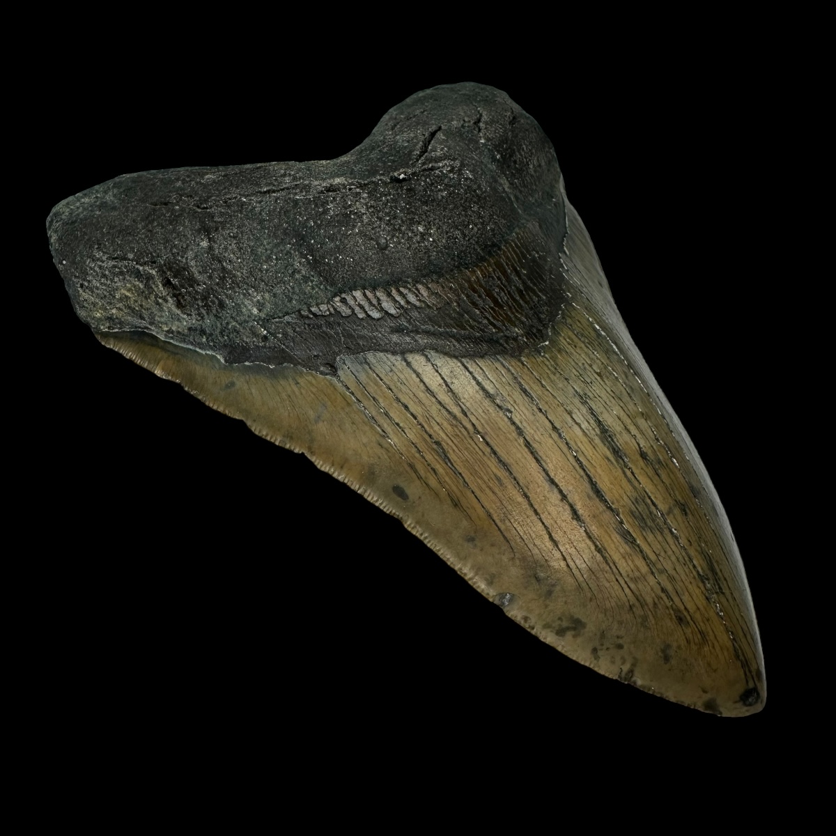 5.66″ Serrated Megalodon Tooth Fossil - Image 4