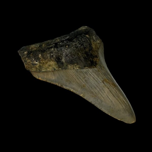 3.43" Megalodon Tooth Fossil - Image 4