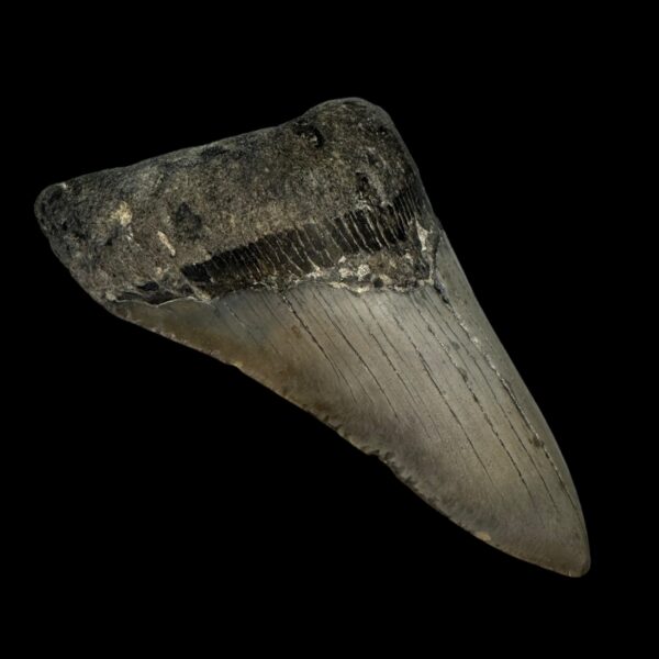 Megalodon Tooth Fossil 4.52″ – Extraordinary Prehistoric Shark Fossil - Image 4