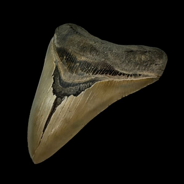 5.28" Serrated Megalodon Tooth Fossil - Image 3