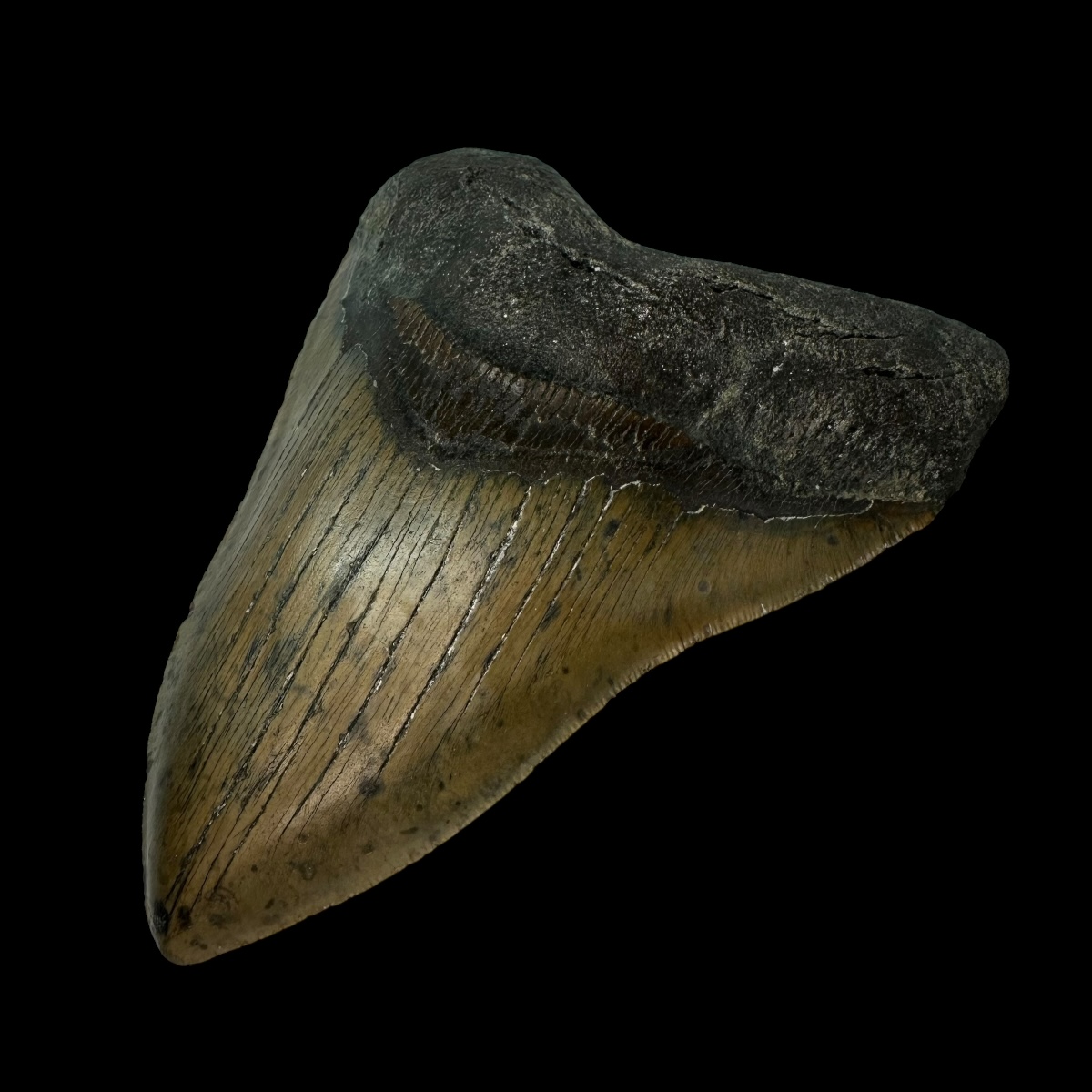 5.66″ Serrated Megalodon Tooth Fossil - Image 3