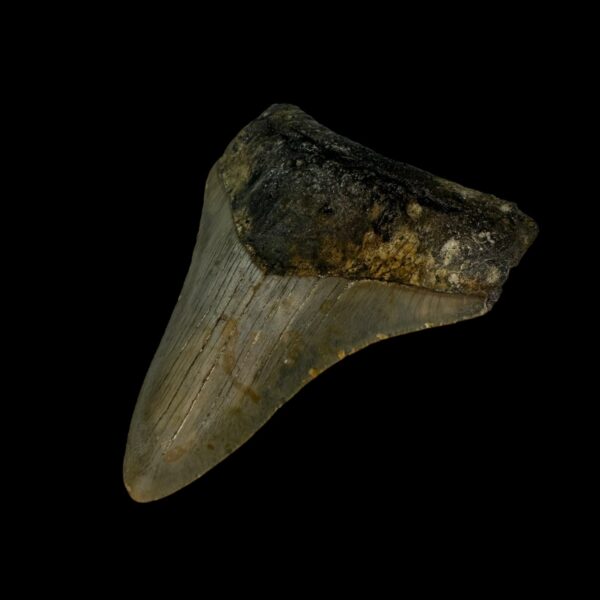 3.43" Megalodon Tooth Fossil - Image 3