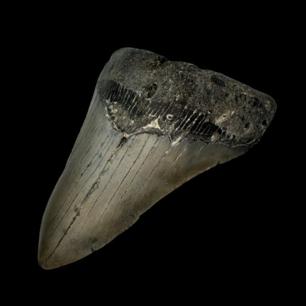 Megalodon Tooth Fossil 4.52″ – Extraordinary Prehistoric Shark Fossil - Image 3