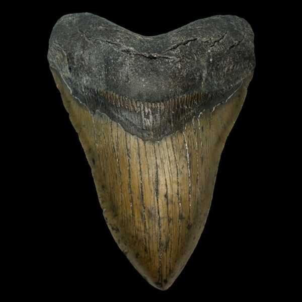 Serrated