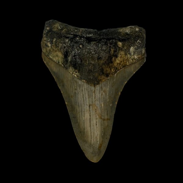 3.43" Megalodon Tooth Fossil