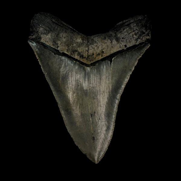 4.19" Serrated Megalodon Tooth Fossil - Image 2