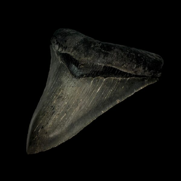 4.19" Serrated Megalodon Tooth Fossil - Image 3