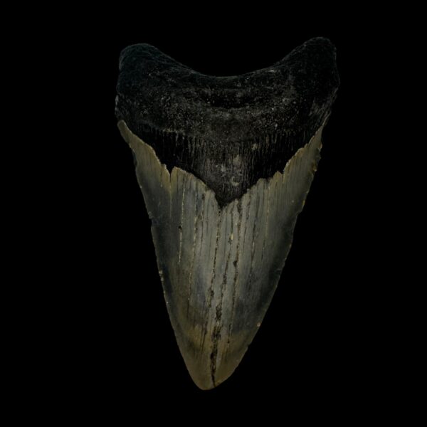 Megalodon Tooth Fossil 3.94″ – Pristine Prehistoric Shark Fossil