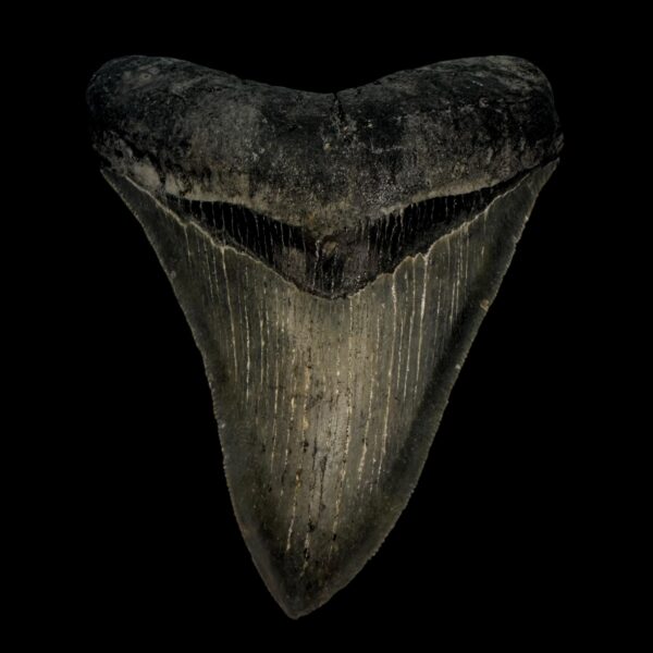 4.19" Serrated Megalodon Tooth Fossil