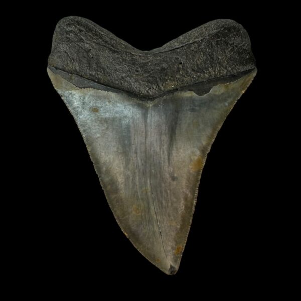 Serrated Megalodon Tooth Fossil 5.08″ – Distinguished Prehistoric Fossil - Image 2