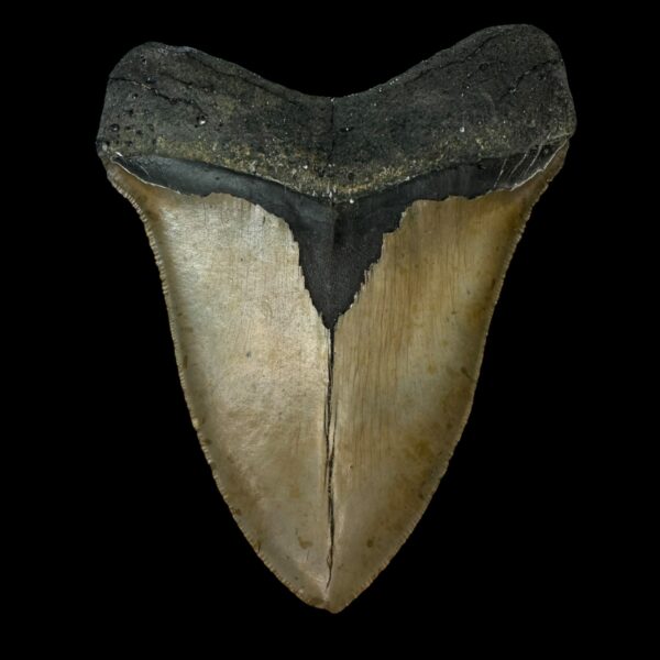 Megalodon Tooth Fossil 5.44″ – Colossal Prehistoric Shark Fossil - Image 2
