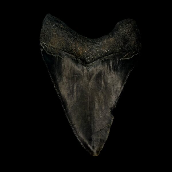 3.75" Megalodon Tooth Fossil - Image 2