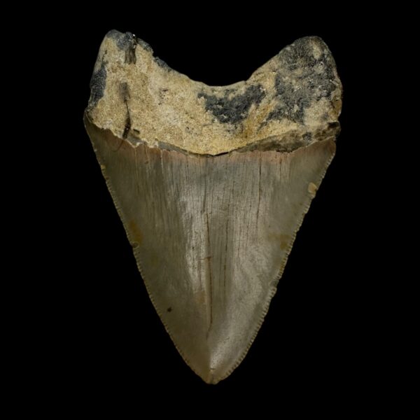 3.71" Serrated Megalodon Tooth Fossil - Image 2
