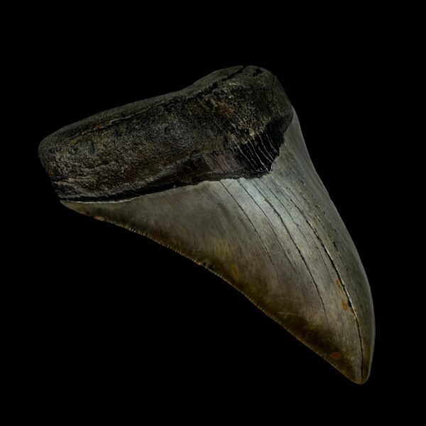 Serrated Megalodon Tooth Fossil 5.08″ – Distinguished Prehistoric Fossil - Image 4