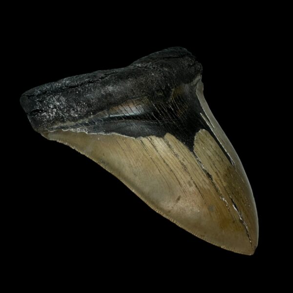 Megalodon Tooth Fossil 5.44″ – Colossal Prehistoric Shark Fossil - Image 4