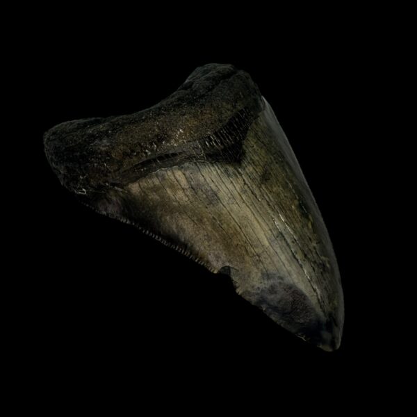 3.75" Megalodon Tooth Fossil - Image 4