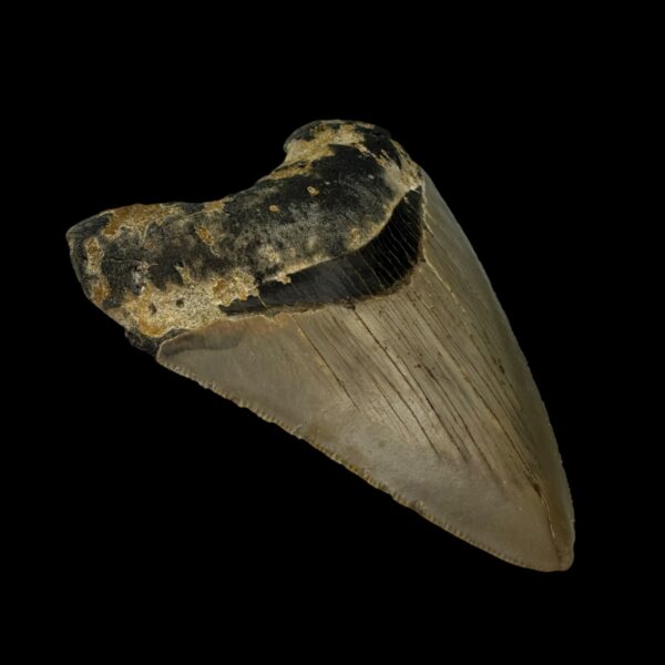 3.71" Serrated Megalodon Tooth Fossil - Image 4