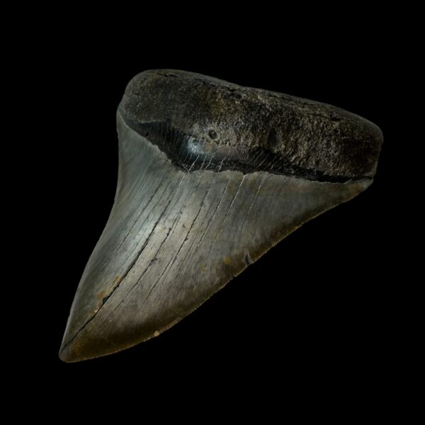 Serrated Megalodon Tooth Fossil 5.08″ – Distinguished Prehistoric Fossil - Image 3