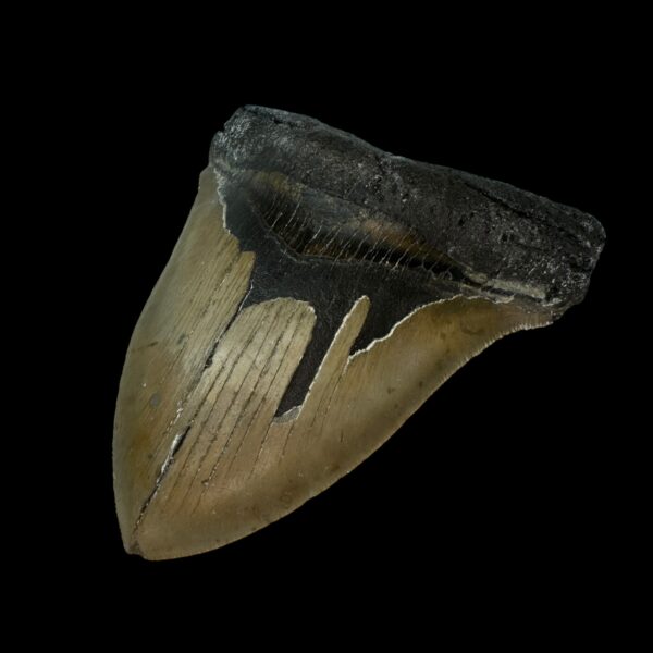 Megalodon Tooth Fossil 5.44″ – Colossal Prehistoric Shark Fossil - Image 3