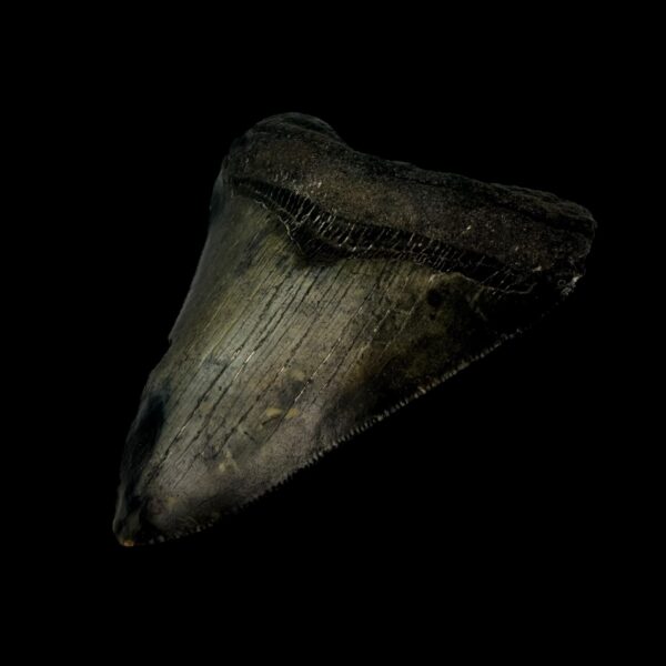 3.75" Megalodon Tooth Fossil - Image 3