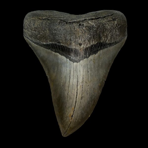 5.08" Serrated Megalodon Tooth Fossil