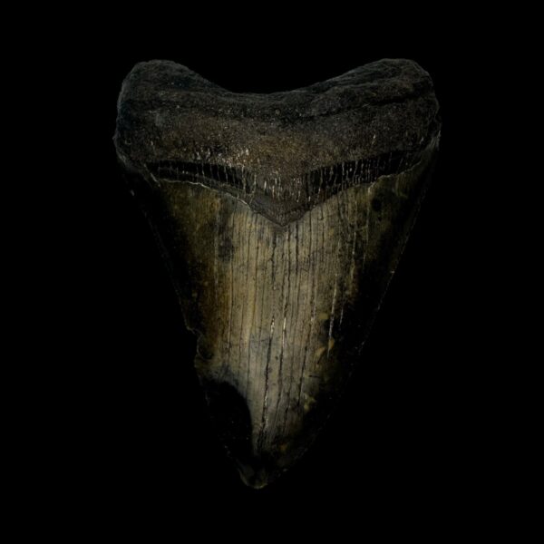 3.75" Megalodon Tooth Fossil