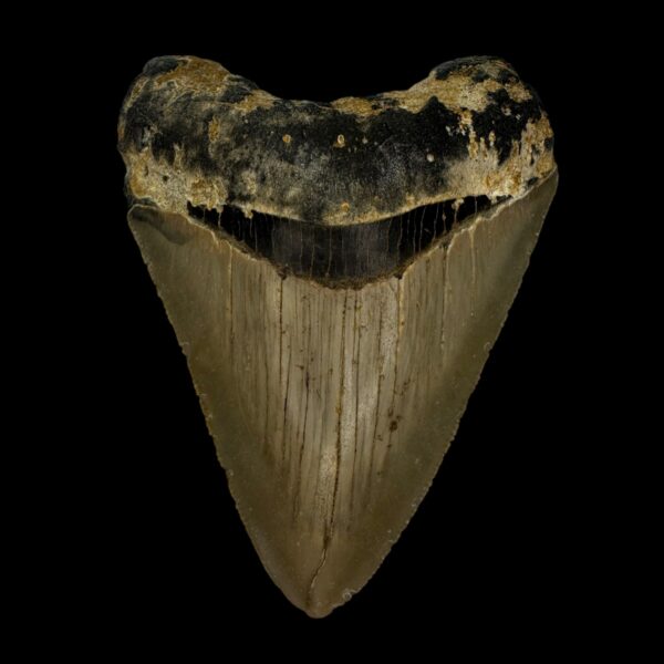 3.71" Serrated Megalodon Tooth Fossil