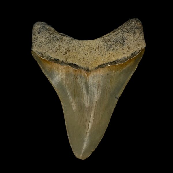 3.68" Serrated Megalodon Tooth Fossil - Image 2