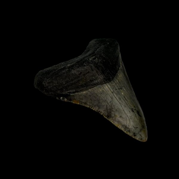 2.72" Megalodon Tooth Fossil - Image 4