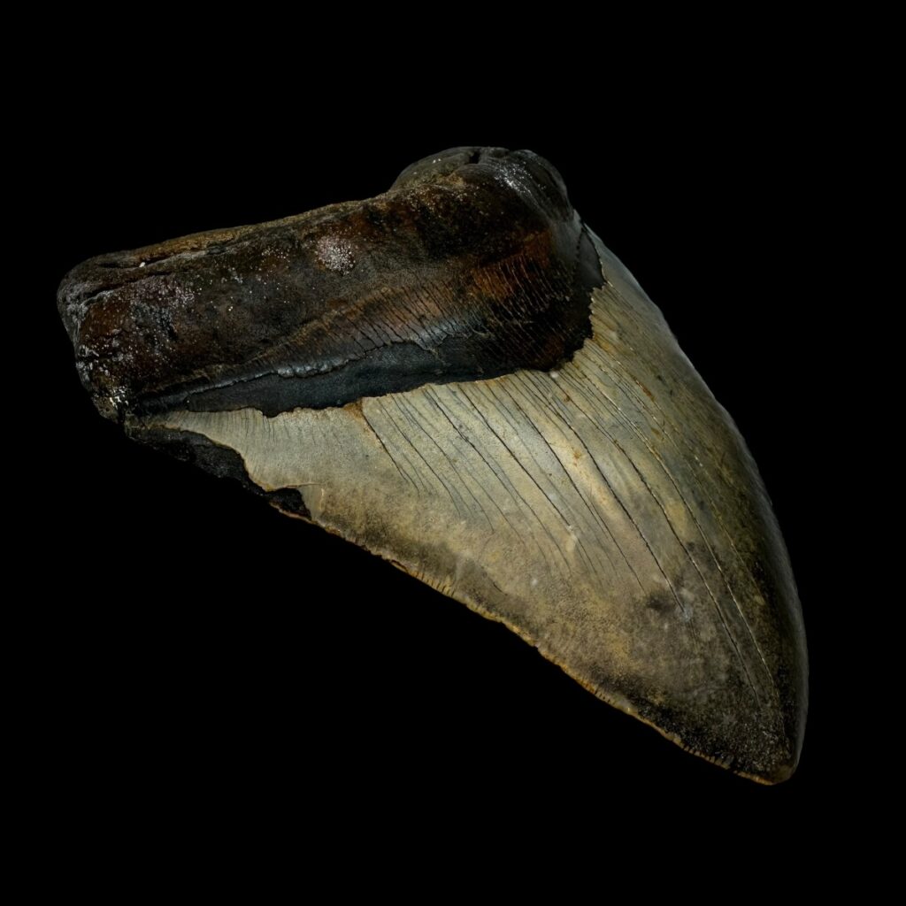 Natuurlijke Megalodon Haaientand – Zwart Gefossiliseerd, 5,5 X 4,5 Inch, Decoratie Of Studieobject, Zeldzaam