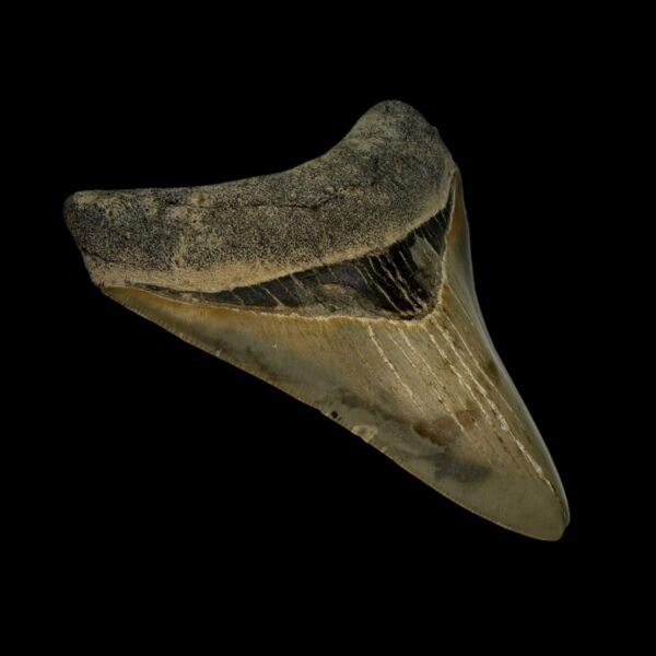 3.68" Serrated Megalodon Tooth Fossil - Image 4